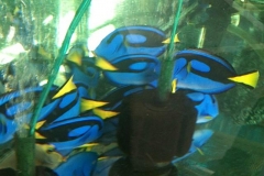 blue-tang1