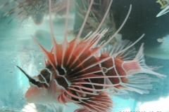 lionfish