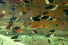 ASSORTED-PLATY-2