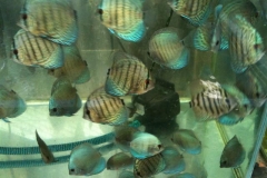 BLUE-TURQUOIS-DISCUS