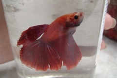 BUTTERFLY-BETTA-MALE10