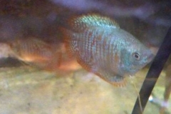 DWARF-GOURAMI