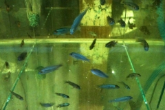 ELECTRIC-BLUE-CICHLID-2