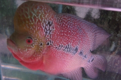 FLOWERHORN-2