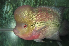 FLOWERHORN