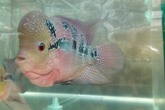 Flowerhorn-size-5inch