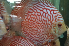 Red-Pigeon-Discus-6