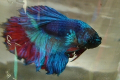 buterfly-betta_male6-Copy