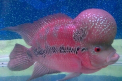 flowerhorn-4