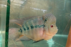 flowerhorn-size-5inch1