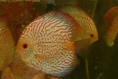 snakeskin-discus